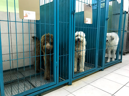 Hospital Veterinario Chapultepets Ley del Valle