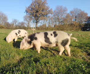 Photo n°1 de Magali Hersant (porcs de Bayeux, et mouton bleu du Maine) à Vaiges (Ferme)