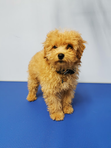 Ballywalter Dog Groomers - Thumbnail