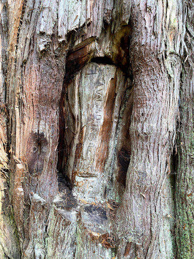 Big Cedar Tree Recreation Site Gallery - Canada