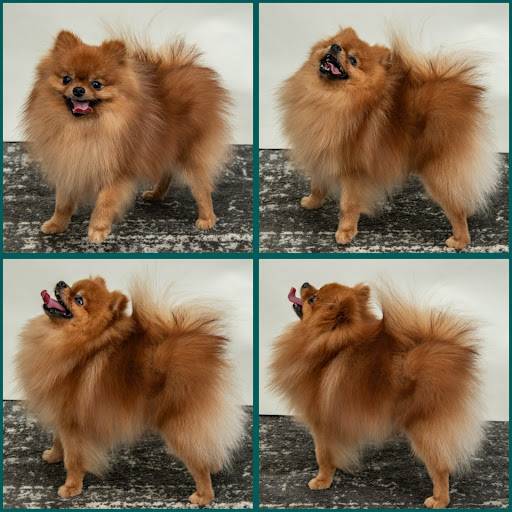 Bella Luna Pomeranians - Thumbnail