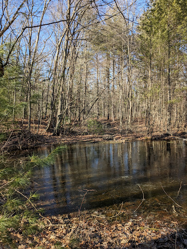 Tamarack Bog - Thumbnail