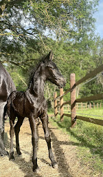 Photo n°6 de Élevage De La Blatière à Mennetou-sur-Cher (Éleveur de chevaux)