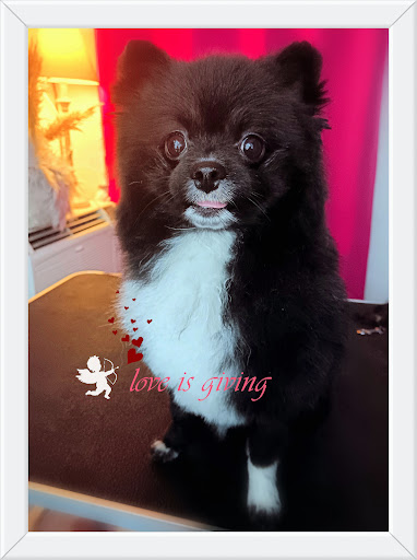 DODO’s HUNDESALON für alle Rassen. Fritzlar, Wabern, Homberg-Efze - Thumbnail