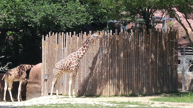 Saint Louis Zoo