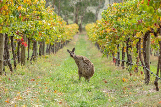 Filippos Tours Stanthorpe - Thumbnail