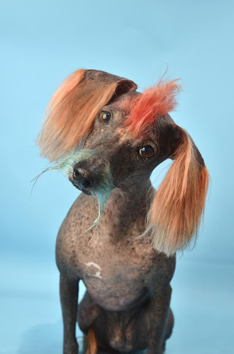 Uncanny Animals - Thumbnail