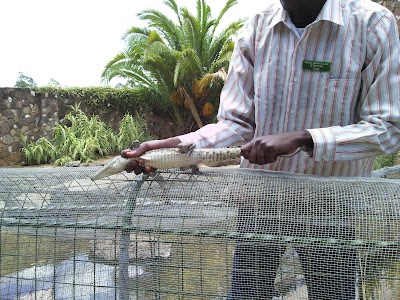 Photos of Crocodile Racers Adventures & Safaris Ltd