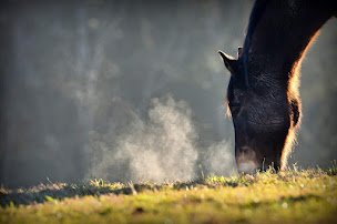 Photo n°18 de Bergerie des Chalots à Girmont-Val-d'Ajol (Éleveur)