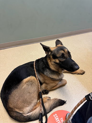 VCA Alderwood Companion Animal Hospital - Thumbnail