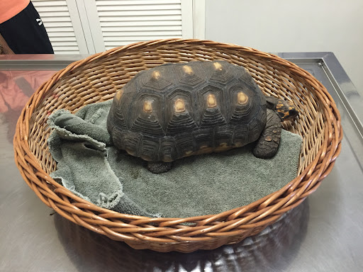 Centro Veterinario México Urgencias