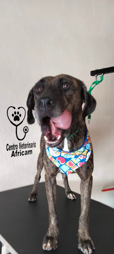 Centro Veterinario AFRICAM - Thumbnail