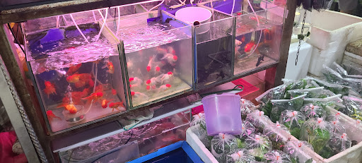 Tan Mok Ya Aquarium