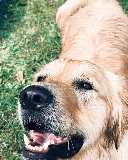Pawzone Gallery - Canada