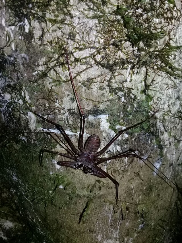 Rainforest Amazon Jungle Tours Ecuador-IVAGATOUR