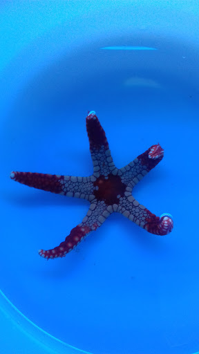 Aquaristik Gutermann