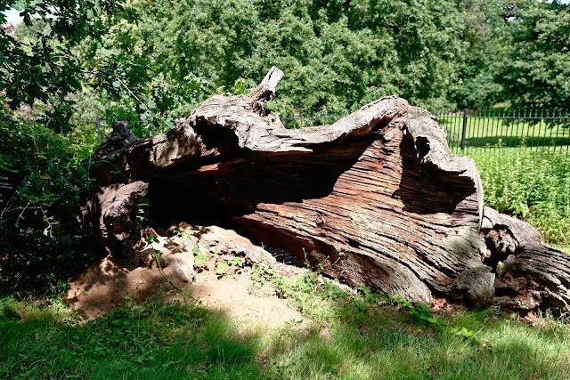 Queen Elizabeth's Oak