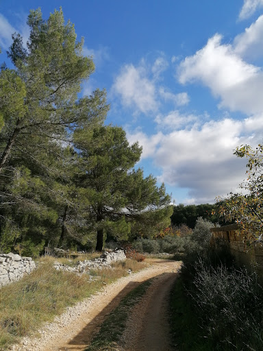Bosco Comunale di Bitonto - Thumbnail