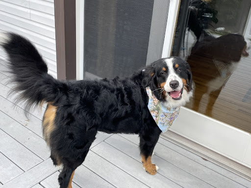 Groomingtails - Thumbnail