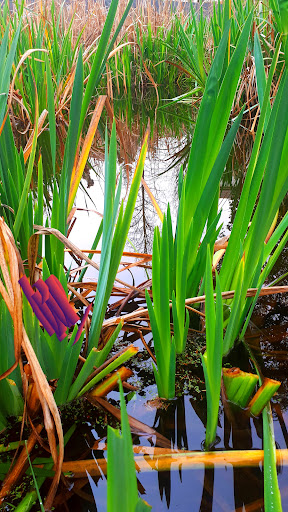 Estanque dos patos