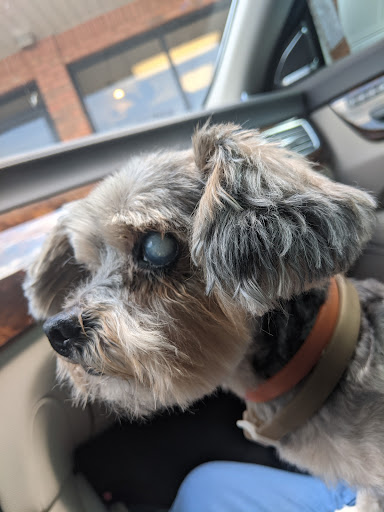 Blue Ridge Animal Clinic - Thumbnail