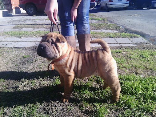 CRIADERO DE SHAR PEI EMPERADORES ORIENTALES, Author: claudia sibona