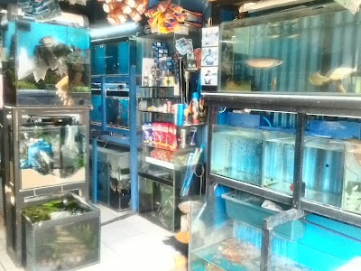 Photos of Aqua Fish Art
