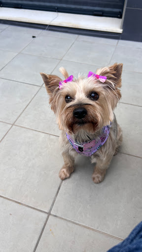 Chapoteando Vélez Rubio Peluquería Canina y Autolavado de mascotas Gallery - Spain