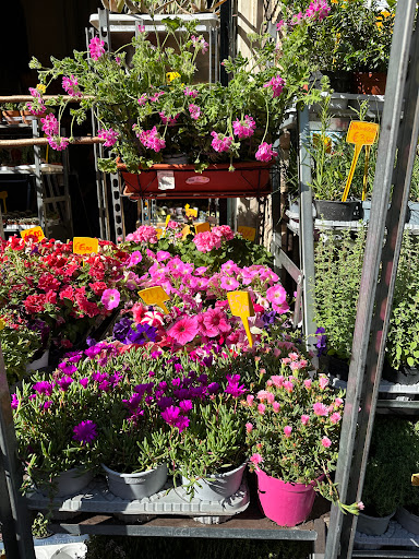 Gambetta Fiori Di Francesco Bannini - Thumbnail