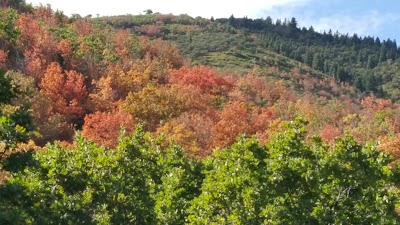 Pine Creek Campground Cottonwood Loop