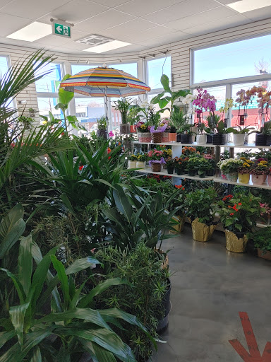 Ampleman Fleuriste - Visual