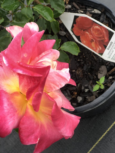 jardin de Lourdes - Thumbnail