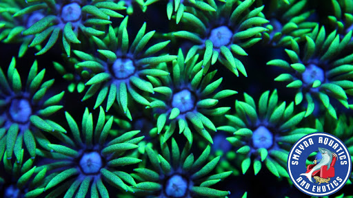 Smayda Aquatics - Thumbnail