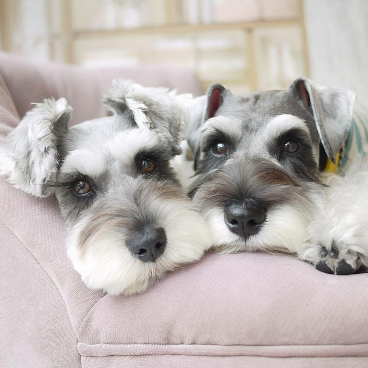 Happy Hounds Dog Grooming and Co. - Pet Groomer in Ivanhoe
