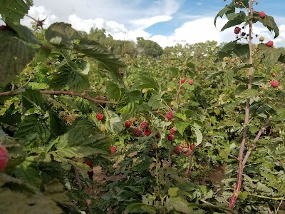 La Cueva Raspberry Farm