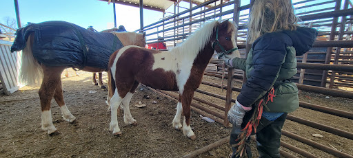 Salem Livestock Auction - Thumbnail