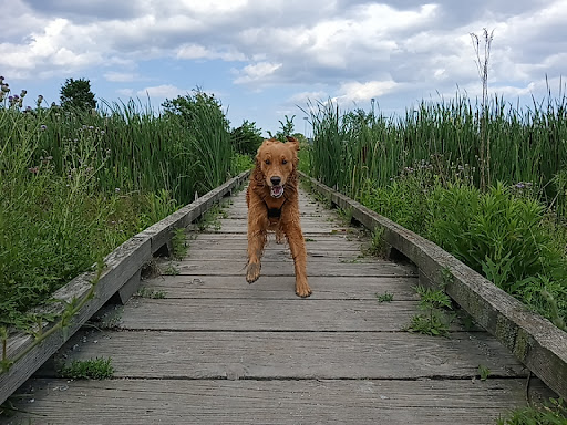 Beck Lake Off-Leash Dog Area - Thumbnail
