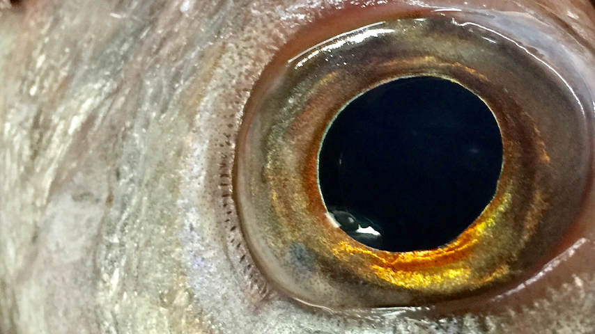 Ristorante Sicilia in Tavola by null