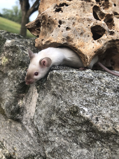 4Z Mousery and Rattery - Thumbnail