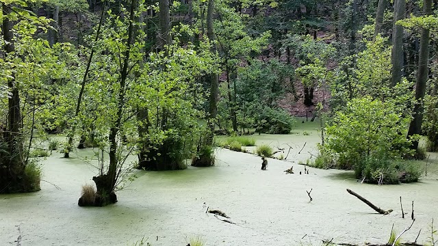 Parc national de Jasmund