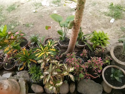 Photos of Taman Toraranga Parigi