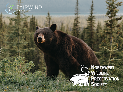 Fairwind Creative Gallery - Canada
