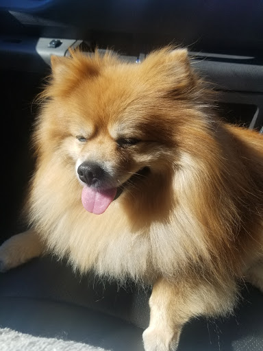 The Pink Poodle Grooming Salon LLC - Thumbnail