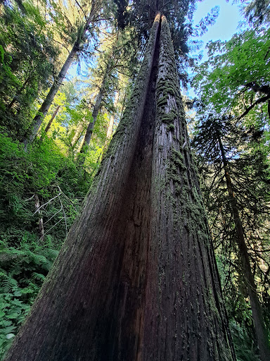Upper Latourell Falls - Visual