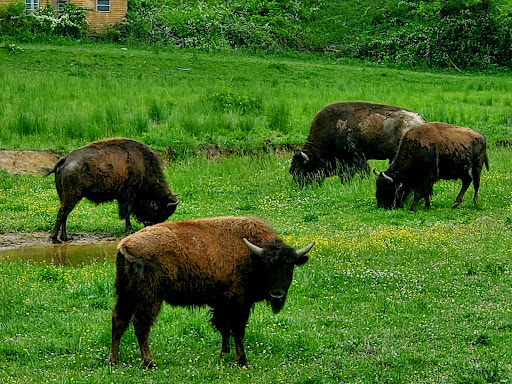 The Brown Farm