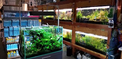 Aqua Forest Aquarium