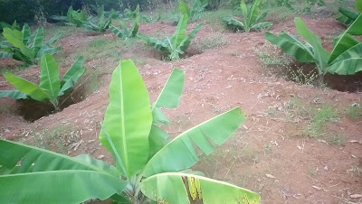 Photos of Agriculture Student gardens
