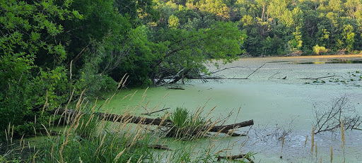 Berry Patch Park - Visual