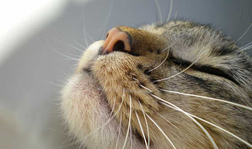 Naturally Cats