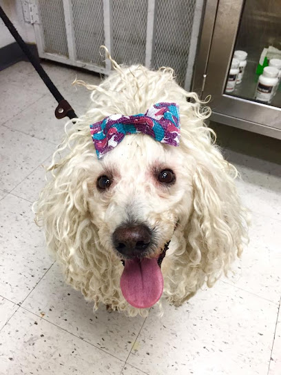 South Coast Pet Hospital